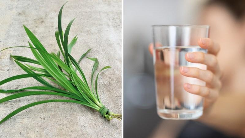 Cách chiết xuất nước cốt lá dứa giữ màu sắc đẹp, dễ bảo quản và không bị đắng
