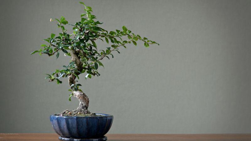 Mệnh Thủy nên lựa chọn cây nào để thu hút vận may và tài lộc?