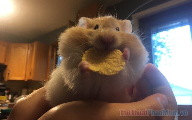 Tuyển tập meme chuột Hamster hài hước, đáng yêu và cực kỳ dễ thương