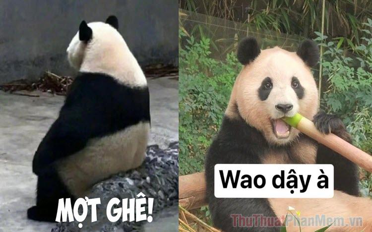 Tuyển tập meme Trung Quốc đầy hài hước và thú vị