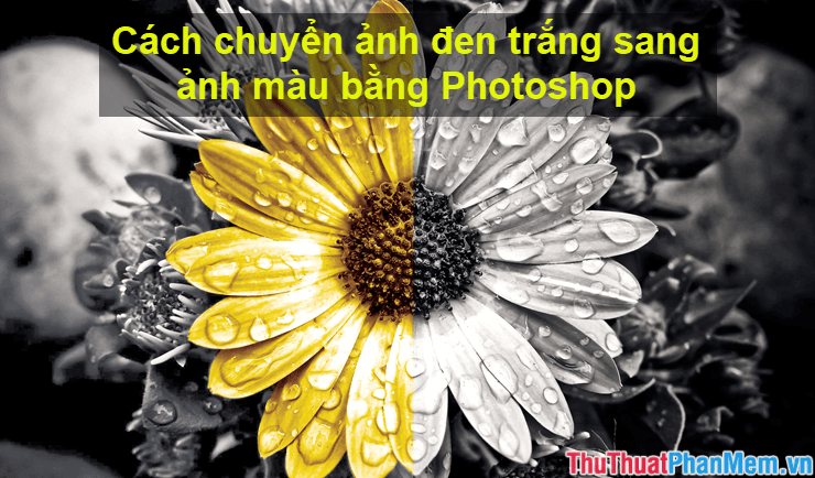 Bí quyết chuyển đổi ảnh đen trắng thành ảnh màu với Photoshop