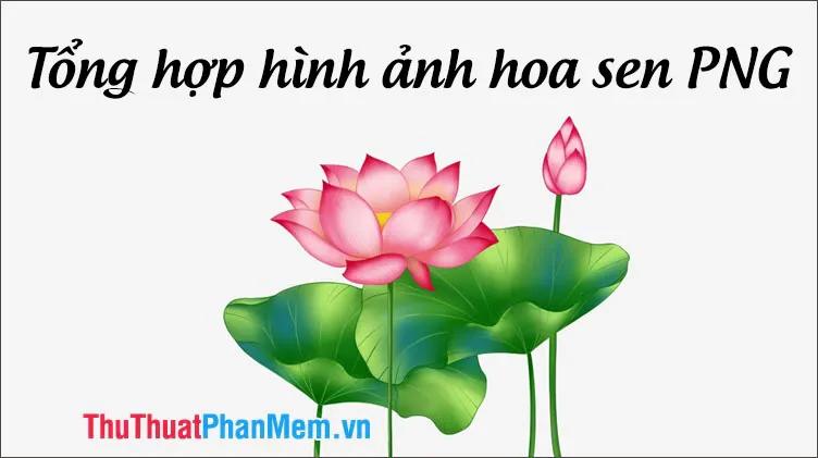 Bộ sưu tập ảnh Hoa Sen định dạng PNG đẹp mắt