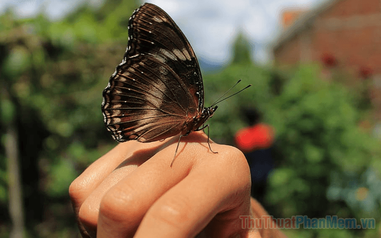 Bướm đen bay vào nhà mang ý nghĩa gì? Đây là điềm lành hay dữ? Con số may mắn liên quan là gì?