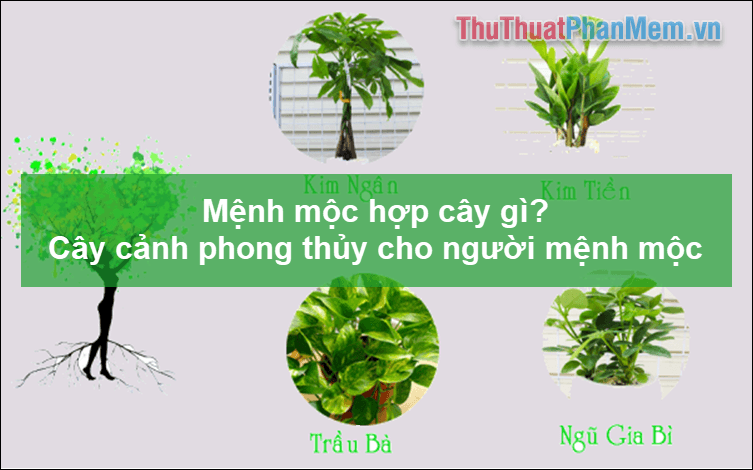 Người mệnh Mộc nên chọn loại cây nào để hợp phong thủy? Khám phá những cây cảnh phù hợp nhất cho người mệnh Mộc.