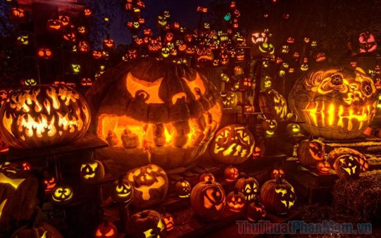 Khám phá vẻ đẹp ma mị của những quả bí ngô Halloween