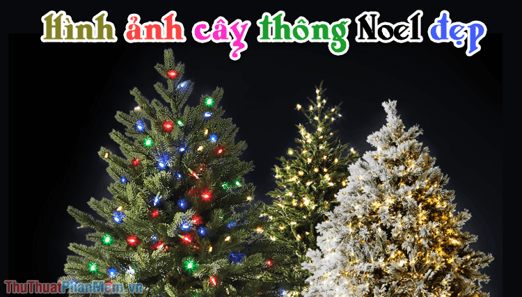 Những hình ảnh cây thông Noel đẹp nhất