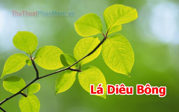 Lá Diêu Bông là gì? Liệu loại lá này có tồn tại trong thực tế không?