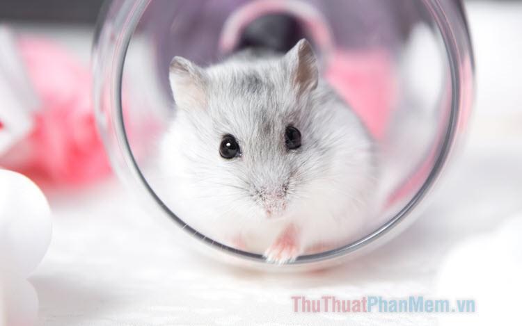 Tuyển tập hình ảnh chuột Hamster đáng yêu, ngộ nghĩnh và đẹp nhất - Hình nền chuột Hamster dành cho người yêu thú cưng.