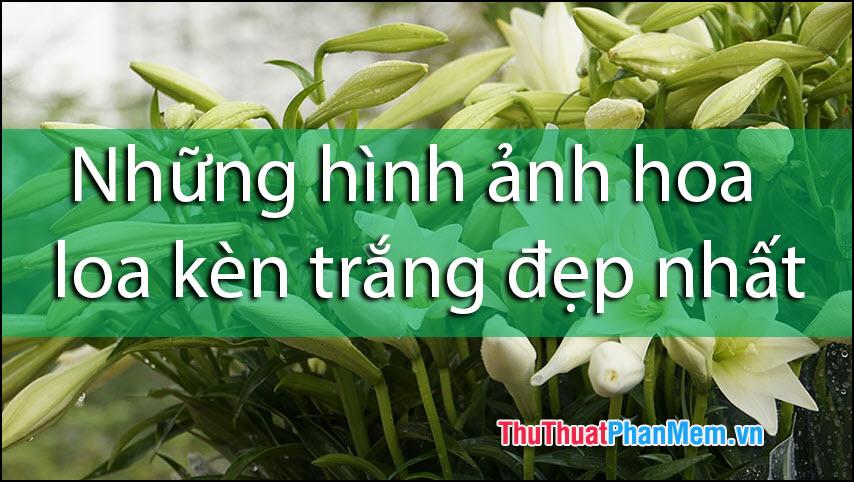 Tuyển tập những hình ảnh hoa loa kèn trắng đẹp nhất