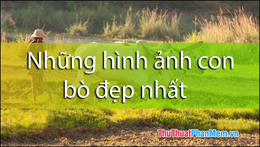 Tuyển tập những hình ảnh đẹp nhất về loài bò