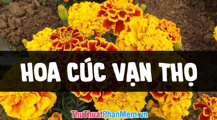 Những hình ảnh đẹp nhất về hoa cúc vạn thọ