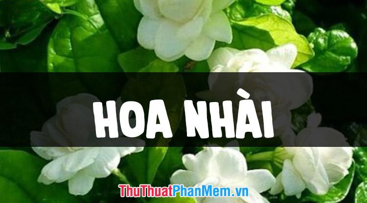 Tuyển tập những hình ảnh hoa nhài đẹp nhất, tôn vinh vẻ đẹp thuần khiết và thanh tao của loài hoa này.