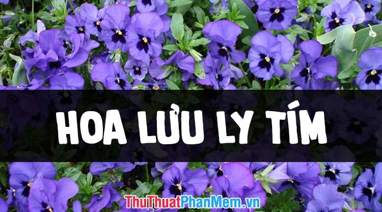 Tuyển tập những hình ảnh hoa Lưu Ly tím đẹp nhất