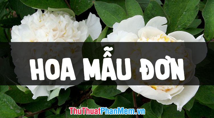 Những hình ảnh đẹp nhất về hoa mẫu đơn trắng