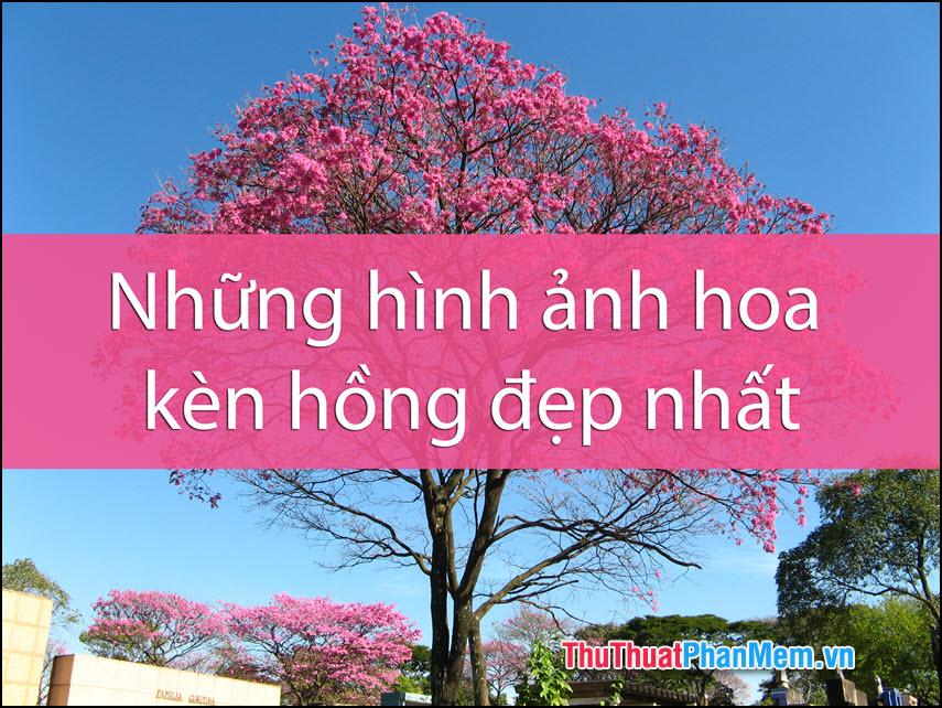 Những hình ảnh tuyệt vời nhất về hoa kèn hồng