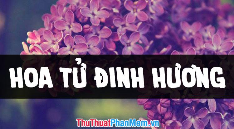 Tuyển tập những hình ảnh hoa tử đinh hương đẹp nhất