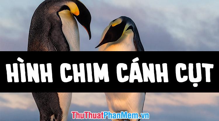 Khám phá những hình ảnh tuyệt đẹp nhất về loài chim cánh cụt