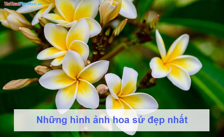 Những bức ảnh đẹp nhất về hoa sứ