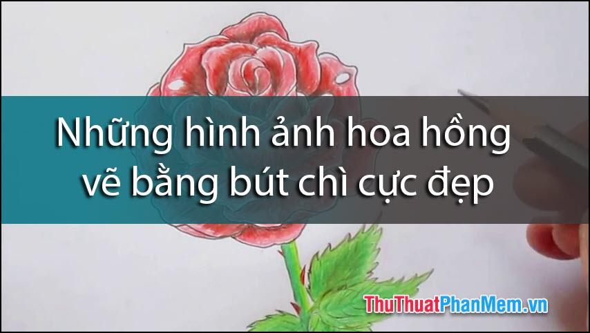 Những bức vẽ hoa hồng bằng bút chì mang vẻ đẹp tinh tế và ấn tượng