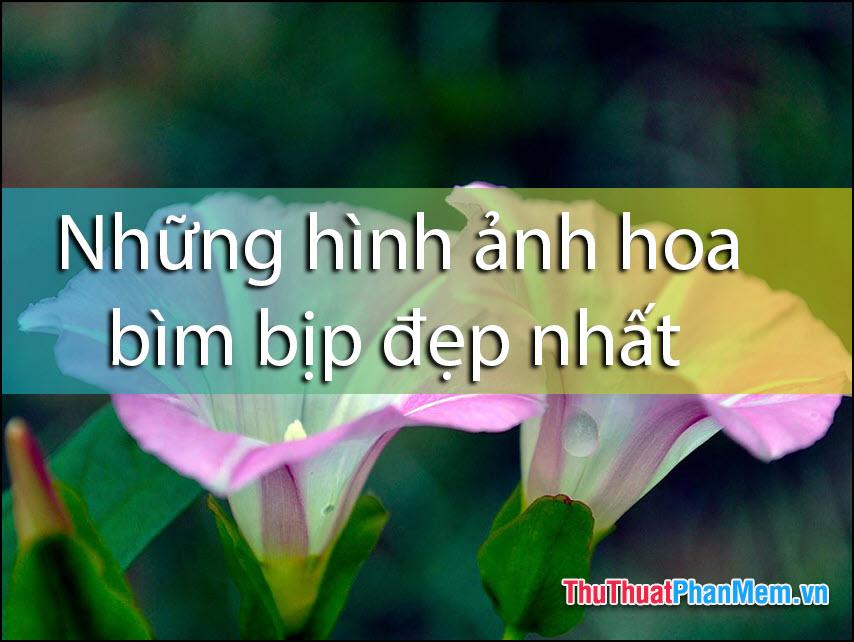 Những hình ảnh tuyệt đẹp về hoa bìm bịp