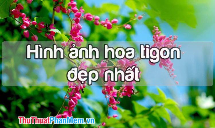 Tuyển tập những hình ảnh hoa tigon đẹp nhất