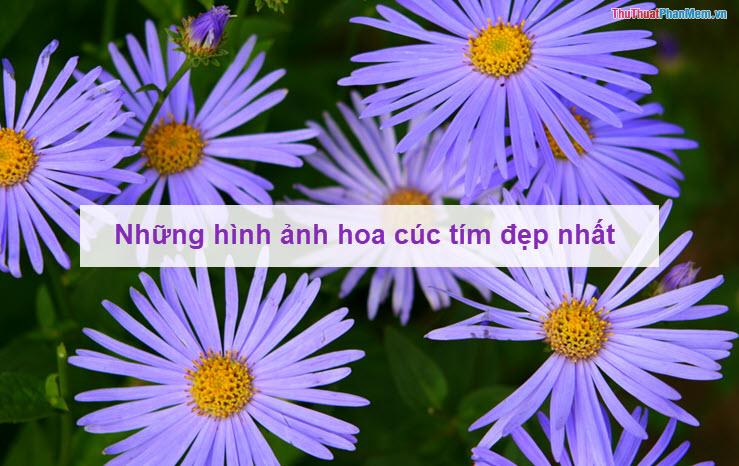 Những bức ảnh đẹp nhất về hoa cúc tím