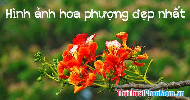 Khám phá những hình ảnh hoa phượng đẹp nhất, đầy cảm xúc và ý nghĩa