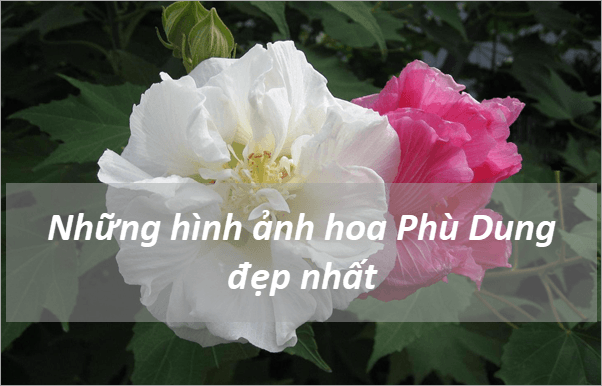 Khám phá vẻ đẹp tinh tế và ý nghĩa sâu sắc của hoa Phù Dung - Những hình ảnh tuyệt mỹ nhất