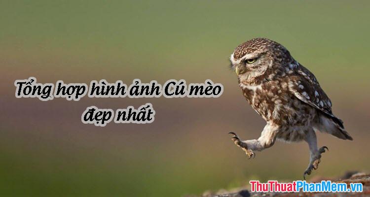 Khám phá vẻ đẹp của chim Cú Mèo - Tuyển tập hình ảnh đáng yêu và ấn tượng nhất