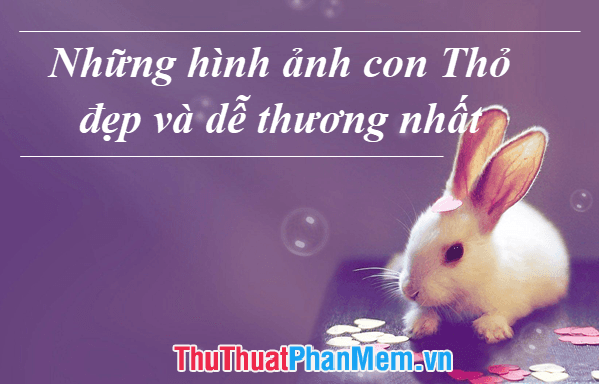 Những bức ảnh đẹp nhất về chú Thỏ dễ thương và ngộ nghĩnh