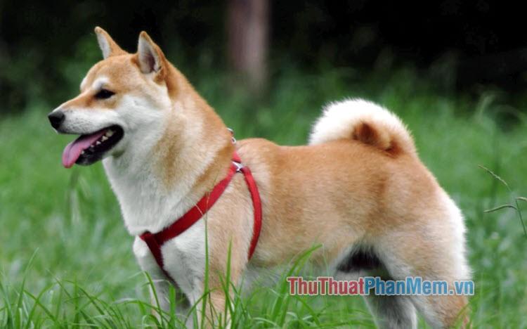 Hình ảnh đẹp về chú chó Shiba