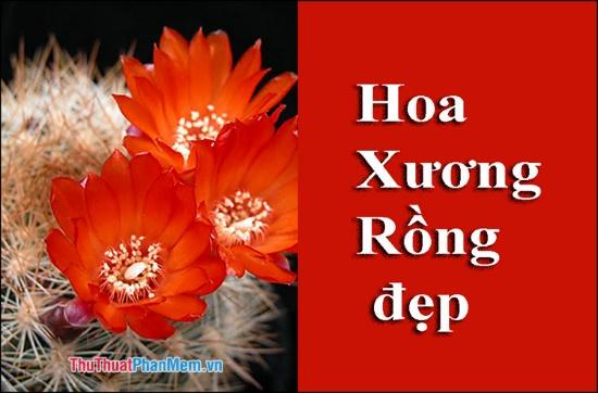 Hoa Xương Rồng đẹp - Tuyển tập những hình ảnh hoa Xương Rồng ấn tượng nhất