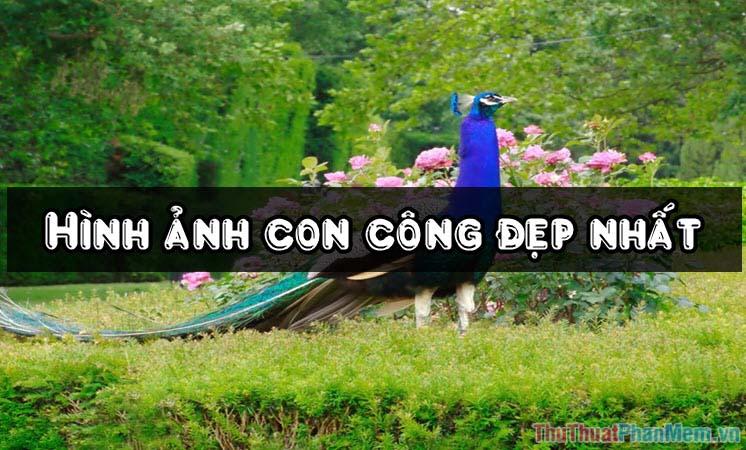 Khám phá vẻ đẹp lộng lẫy của loài Công - Tuyển tập những hình ảnh ấn tượng nhất