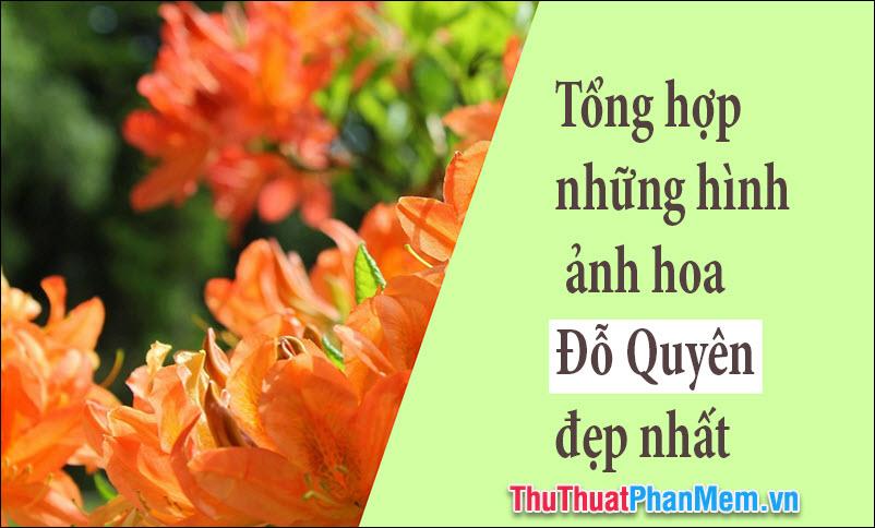 50+ Hình ảnh hoa Đỗ Quyên - Tuyển chọn những hình ảnh đẹp nhất về loài hoa Đỗ Quyên