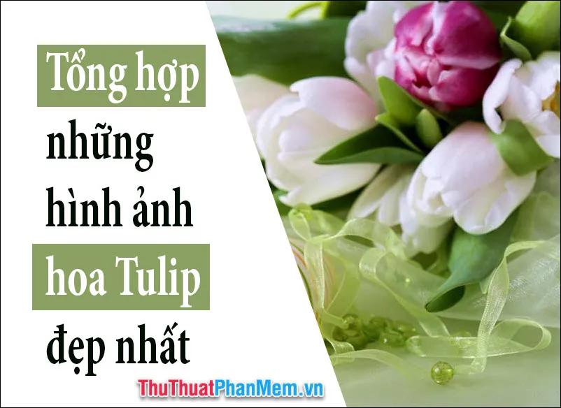 50+ Hình ảnh hoa Tulip - Tuyển tập những hình ảnh hoa Tulip đẹp nhất, rực rỡ và đầy cảm hứng