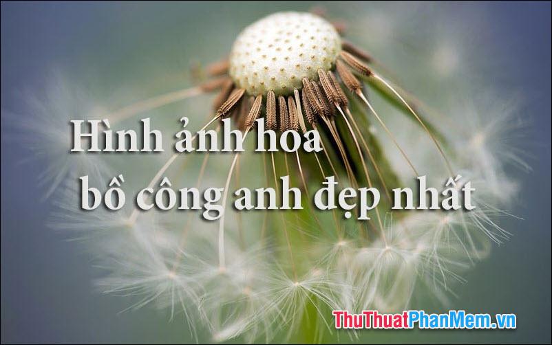 50+ Hình ảnh hoa Bồ Công Anh - Tuyển tập những hình ảnh đẹp nhất về hoa Bồ Công Anh, mang đến vẻ đẹp tinh khiết và mong manh của loài hoa này.