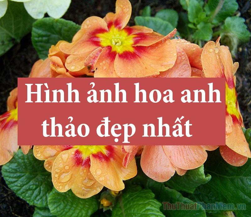 50+ Hình ảnh hoa Anh Thảo - Tuyển tập những hình ảnh hoa Anh Thảo đẹp nhất, mang đến vẻ đẹp tinh tế và quyến rũ.