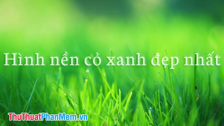 Những hình nền cỏ xanh đẹp nhất dành cho thiết bị của bạn