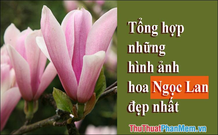 Hoa Ngọc Lan - Tuyển tập những hình ảnh đẹp nhất về hoa Ngọc Lan