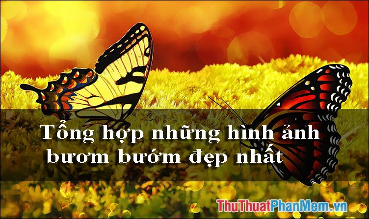 Khám phá vẻ đẹp của Bươm Bướm - Bộ sưu tập hình ảnh những chú Bướm tuyệt mỹ nhất