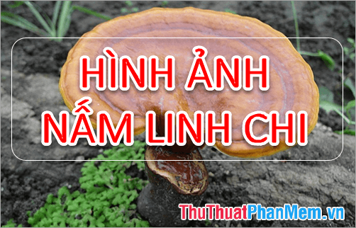 Khám phá vẻ đẹp tinh túy của nấm Linh Chi - Tuyển tập hình ảnh nấm Linh Chi đẹp nhất