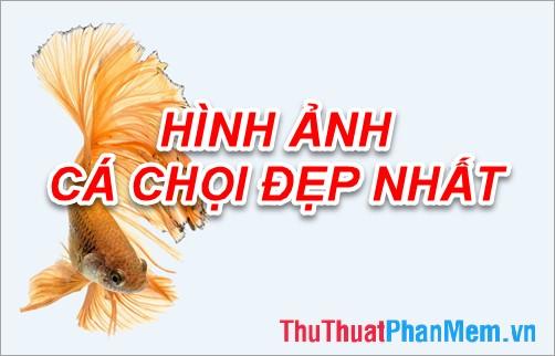 Khám phá bộ sưu tập hình ảnh cá Chọi đẹp nhất