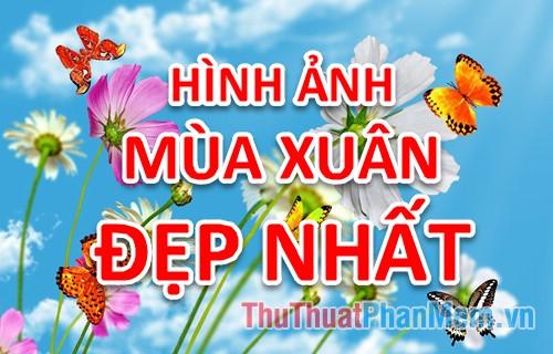 Hình ảnh mùa xuân – Tuyển tập những hình ảnh mùa xuân đẹp nhất, rực rỡ và tràn đầy sức sống.