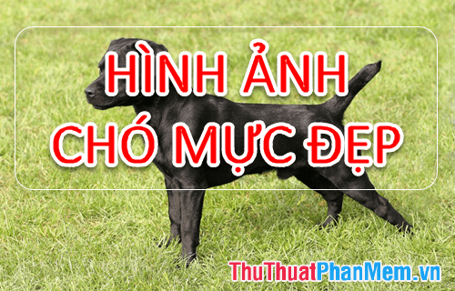 Khám phá vẻ đẹp của chó Mực - Tuyển tập hình ảnh ấn tượng nhất