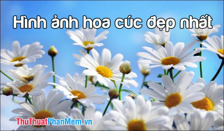 Những bức ảnh hoa cúc đẹp nhất