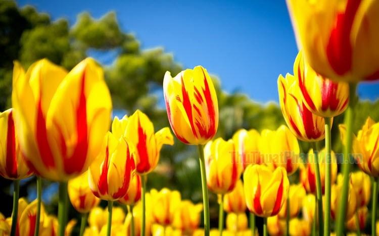 Hình nền hoa Tulip đẹp mê hồn