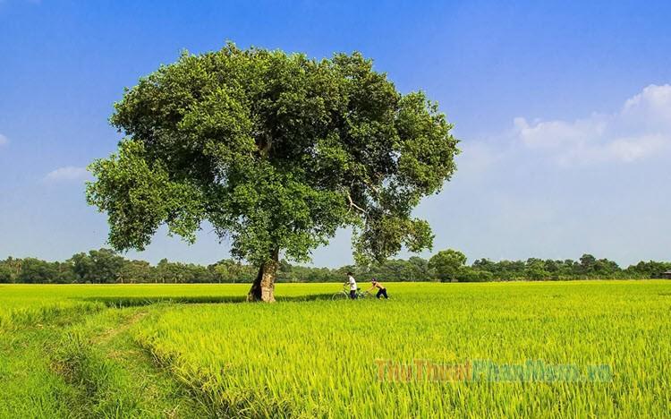 Hình nền quê hương tuyệt đẹp, mang đậm hồn quê và sự bình yên.