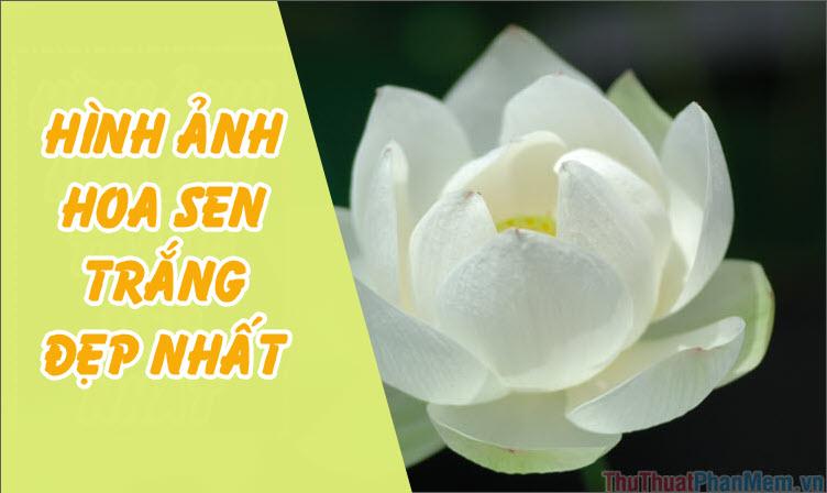 Hình ảnh hoa Sen Trắng - Tuyển tập những bức ảnh đẹp nhất về hoa Sen Trắng