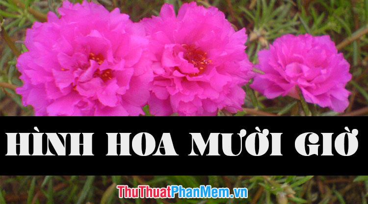 Tuyển tập những hình ảnh đẹp nhất về hoa mười giờ