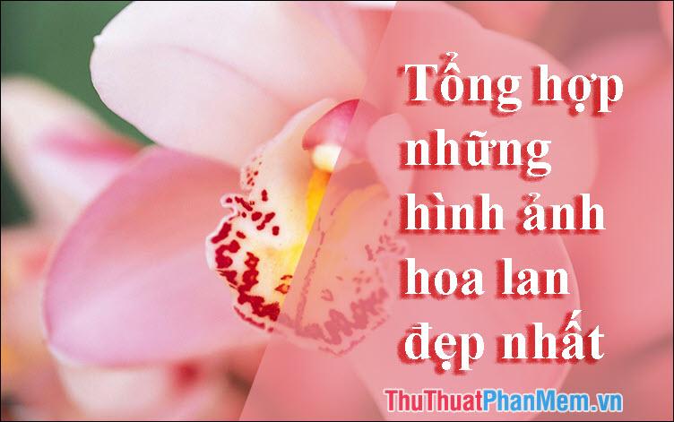 Hoa Lan - Tuyển tập những hình ảnh đẹp nhất về loài hoa quý phái